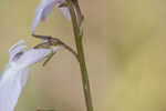 White lobelia